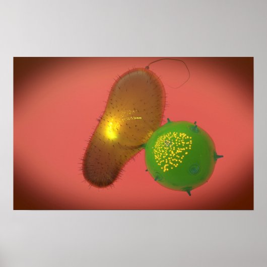 Een natuurlijke Killer Cell injecteert toxine Poster (Voorkant)