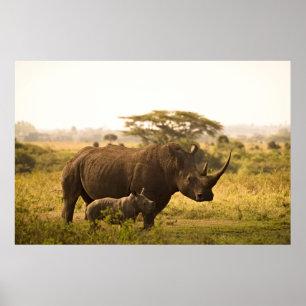 Een neushoorn met haar baby poster