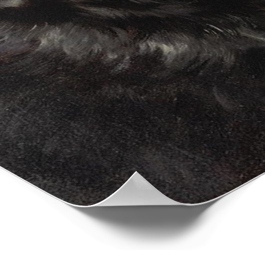 Een Newfoundland Poster (Hoek)