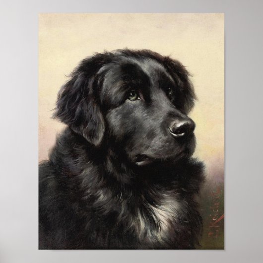 Een Newfoundland Poster (Voorkant)