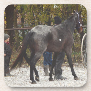 Een nieuw paard bier onderzetter