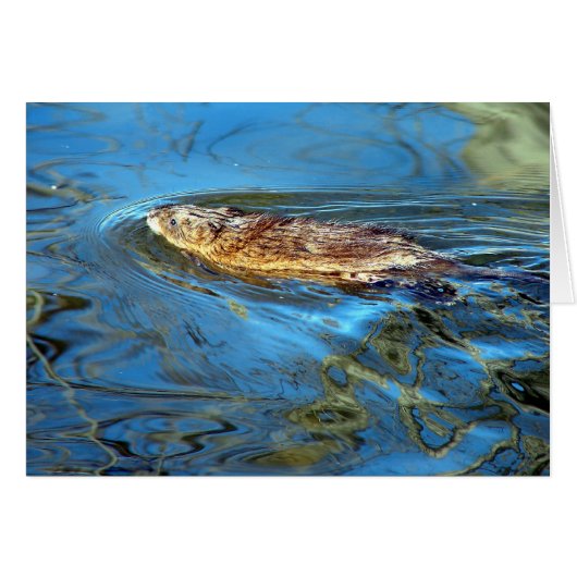 Een nieuwe dik van Duck (Voorkant Horizontaal)