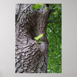 Een nieuwe tak poster