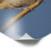 Een nieuwsgierig Bewick's Wren in de boom Foto Afdruk (Hoek)