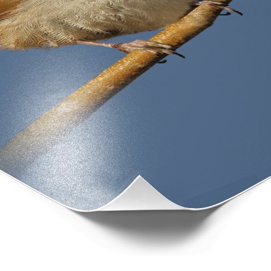 Een nieuwsgierig Bewick's Wren in de boom Foto Afdruk (Hoek)