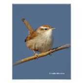 Een nieuwsgierig Bewick's Wren in de boom Foto Afdruk (Voorkant)