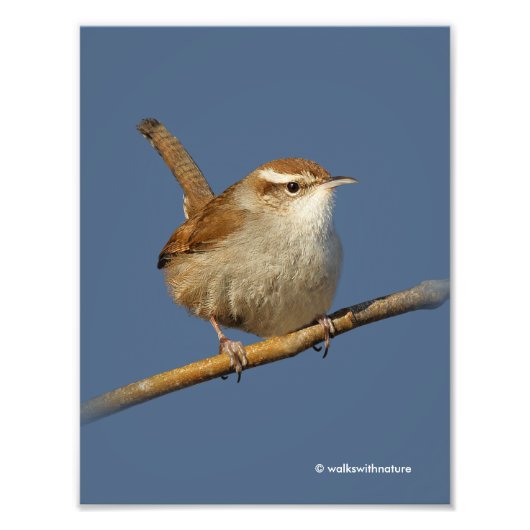 Een nieuwsgierig Bewick's Wren in de boom Foto Afdruk (Voorkant)