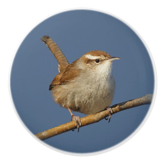 Een nieuwsgierig Bewick's Wren in de boom Keramische Knop (Voorkant)
