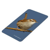 Een nieuwsgierig Bewick's Wren in de boom Magneet (Linkerzijde)