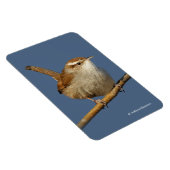 Een nieuwsgierig Bewick's Wren in de boom Magneet (Rechterzijde)