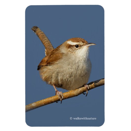 Een nieuwsgierig Bewick's Wren in de boom Magneet (Verticaal)