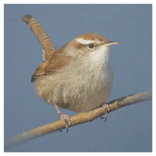 Een nieuwsgierig Bewick's Wren in de boom Stof