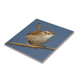 Een nieuwsgierig Bewick's Wren in de boom Tegeltje