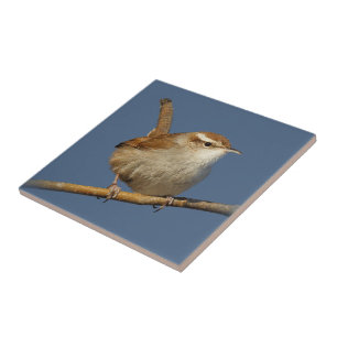 Een nieuwsgierig Bewick's Wren in de boom Tegeltje