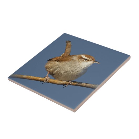 Een nieuwsgierig Bewick's Wren in de boom Tegeltje (Zijkant)