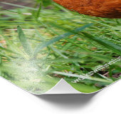 Een nieuwsgierige Amerikaanse Robin Foto Afdruk (Hoek)