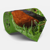 Een nieuwsgierige Amerikaanse Robin Stropdas (Opgerold)