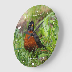 Een nieuwsgierige Amerikaanse Roodborst zangvogel Grote Klok