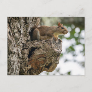 Een nieuwsgierige eekhoorn zat op de knop van een  briefkaart