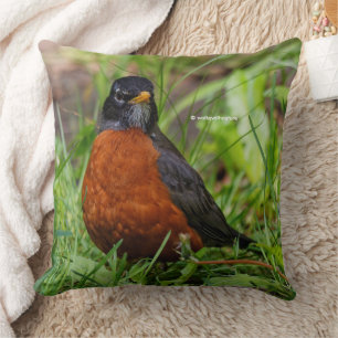 Een nieuwsgierige en hoopvolle Amerikaanse Robin Kussen