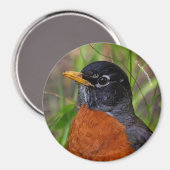 Een nieuwsgierige en hoopvolle Amerikaanse Robin Magneet (Voorkant / Achterkant)