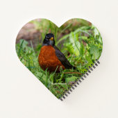 Een nieuwsgierige en hoopvolle Amerikaanse Robin Notitieboek (Achterkant)