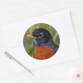 Een nieuwsgierige en hoopvolle Amerikaanse Robin Ronde Sticker (Envelop)