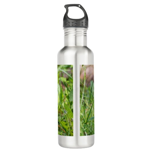 Een nieuwsgierige en hoopvolle Amerikaanse Robin Waterfles (Achterkant)