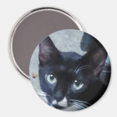 Een nieuwsgierige kat achter een deur magneet (Voorkant / Achterkant)