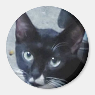 Een nieuwsgierige kat achter een deur magneet