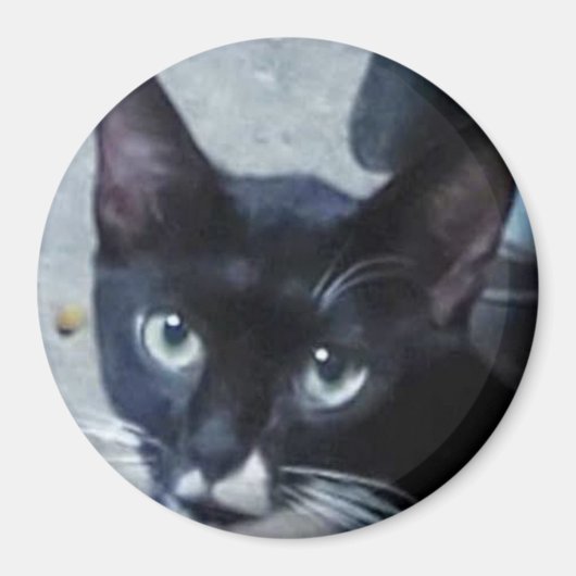 Een nieuwsgierige kat achter een deur magneet (Voorkant)