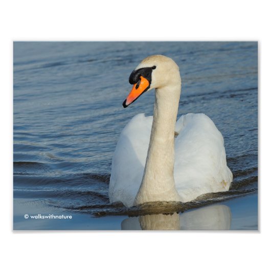 Een nieuwsgierige Mute Swan-aanpak Foto Afdruk (Voorkant)