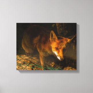 een nocturne ontmoeting met een vos op gespannen c canvas afdruk