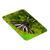 Een Noord-Amerikaanse Swallowtail Butterfly Magneet (Rechterzijde)