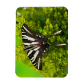 Een Noord-Amerikaanse Swallowtail Butterfly Magneet (Verticaal)