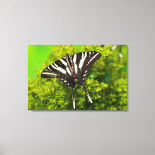 Een Noord-Amerikaanse Swallowtail Vlinder Canvas Afdruk