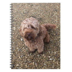Een Notitieboek van Super Sweet Cavapoo