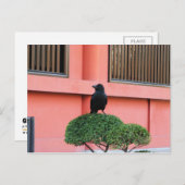 Een Oerwoud met grote vulling bedekt een baars op  Briefkaart (Voorkant / Achterkant)