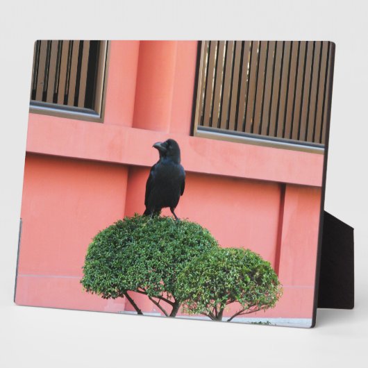 Een Oerwoud met grote vulling bedekt een baars op Fotoplaat (Zijkant)