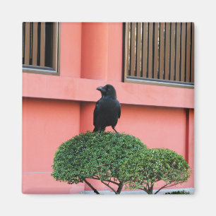 Een Oerwoud met grote vulling bedekt een baars op  Magneet