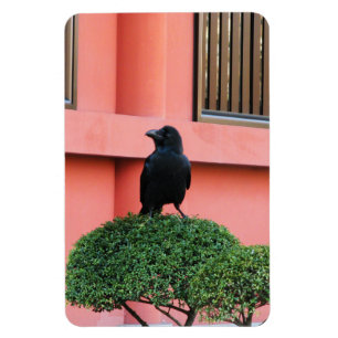 Een Oerwoud met grote vulling bedekt een baars op  Magneet