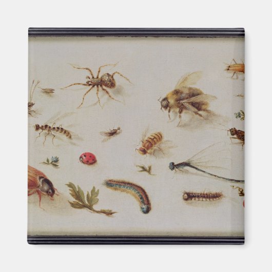 Een onderzoek naar insecten magneet (Voorkant)