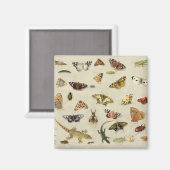 Een onderzoek naar insecten magneet (Voorkant / Achterkant)