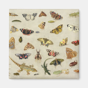 Een onderzoek naar insecten magneet