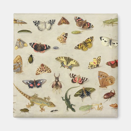 Een onderzoek naar insecten magneet (Voorkant)