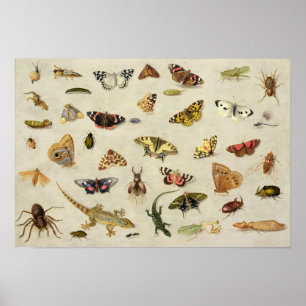 Een onderzoek naar insecten poster