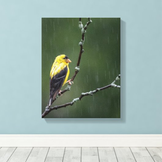 Eén ongelukkige Goldfinch Canvas Afdruk (Insitu (Houten vloer))