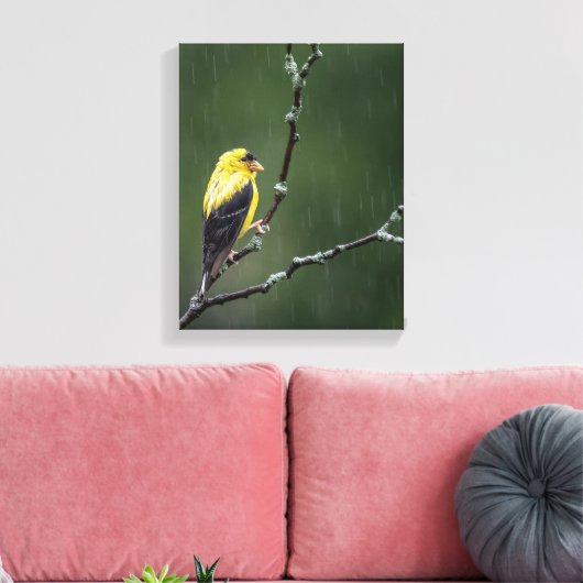 Eén ongelukkige Goldfinch Canvas Afdruk (Insitu (Woonkamer))