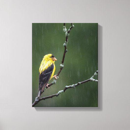Eén ongelukkige Goldfinch Canvas Afdruk (Voorkant)
