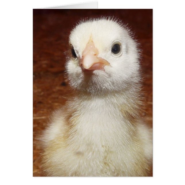 Eén ongelukkige kleine kip (Voorkant)